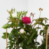 ROSAL PREMIUM ARCO MACETA 6L