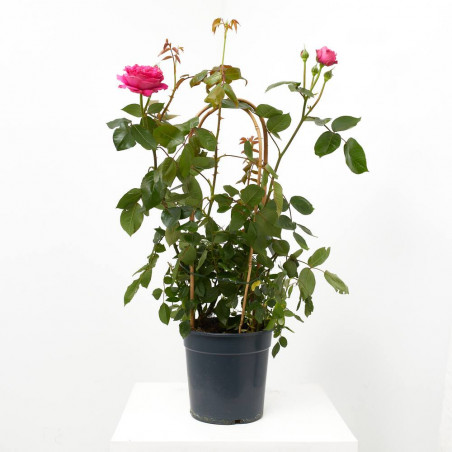 ROSAL PREMIUM ARCO MACETA 6L