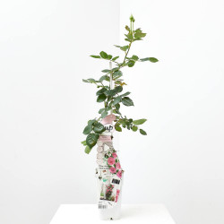 ROSA CRAZY IN LOVE PINK 