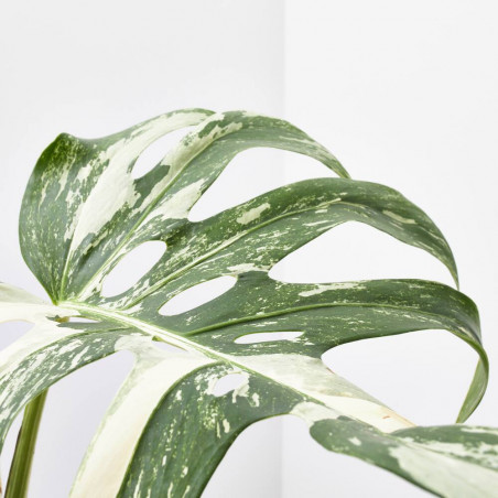 MONSTERA PERTUSUM VARIEGATA MACETA 19CM