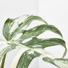 MONSTERA PERTUSUM VARIEGATA MACETA 19CM