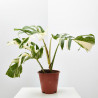 MONSTERA PERTUSUM VARIEGATA MACETA 19CM
