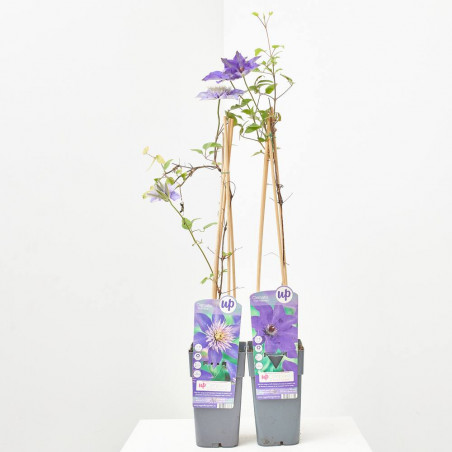 CLEMATIS - SURTIDO VARIADO - MACETA 2 LITROS