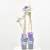 CLEMATIS - SURTIDO VARIADO - MACETA 2 LITROS