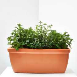 MIX MENTAS JARDINERA 40CM