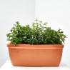 MIX MENTAS JARDINERA 40CM
