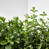 MIX MENTAS JARDINERA 40CM