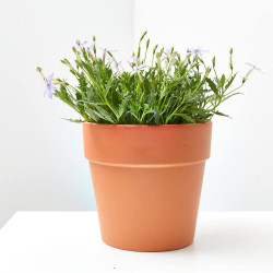 LAURENTIA MACETA 13CM 