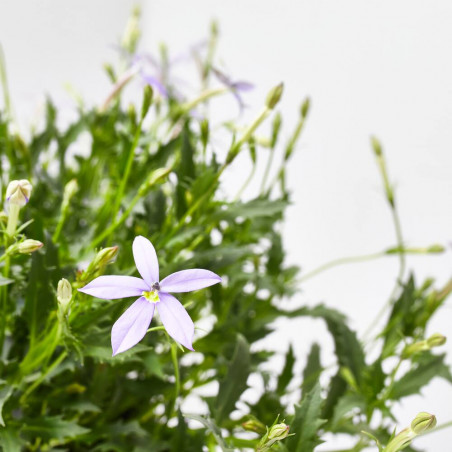 LAURENTIA MACETA 13CM 