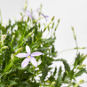 LAURENTIA MACETA 13CM 