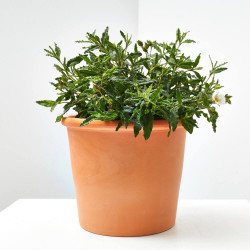 JARA VARIEDADES MACETA 3L