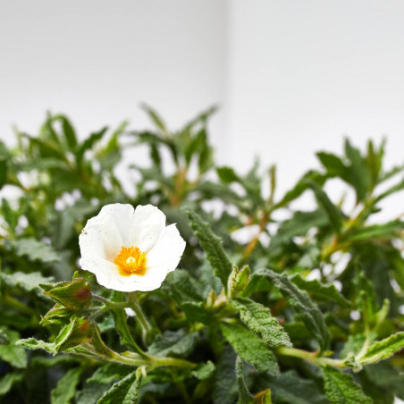 JARA VARIEDADES MACETA 3L