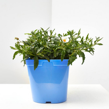 JARA VARIEDADES MACETA 3L