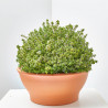 TOMILLO 'AUREOVARIEGATA' T25