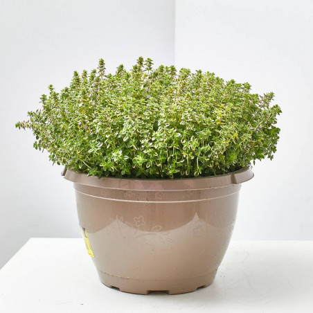TOMILLO 'AUREOVARIEGATA' T25