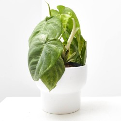 SYNGONIUM 'ICE FROST' M-15
