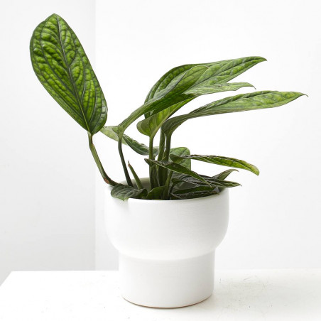EPIPREMNUM PINNATUM 'MARBLE PLANET' M-12
