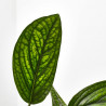EPIPREMNUM PINNATUM 'MARBLE PLANET' M-12