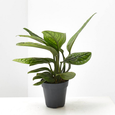 EPIPREMNUM PINNATUM 'MARBLE PLANET' M-12