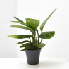 EPIPREMNUM PINNATUM 'MARBLE PLANET' M-12