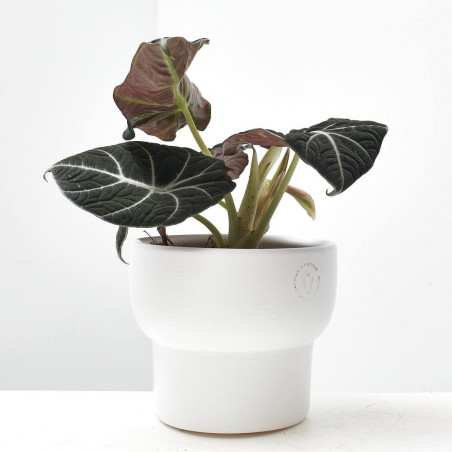 ALOCASIA BLACK VELVET M-14