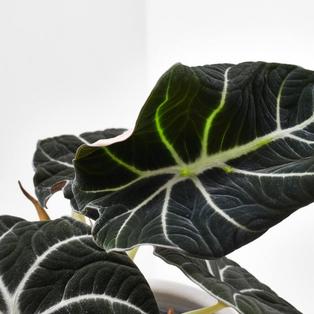ALOCASIA BLACK VELVET M-14