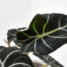ALOCASIA BLACK VELVET M-14
