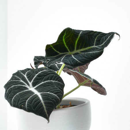 ALOCASIA BLACK VELVET M-14