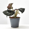 ALOCASIA BLACK VELVET M-14