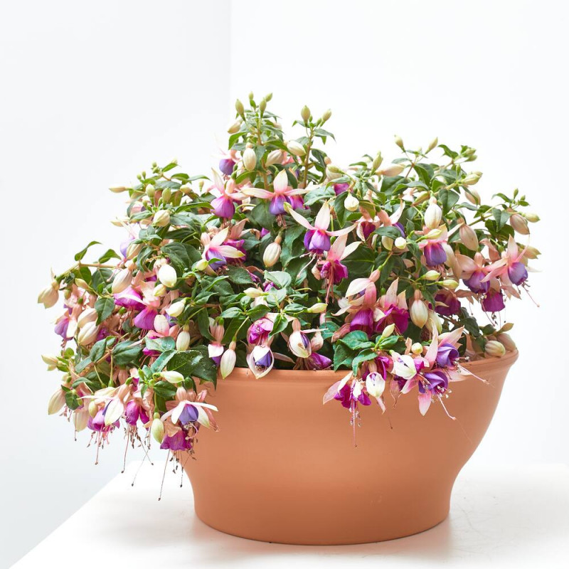 PENDIENTE DE LA REINA TARRINA 25CM