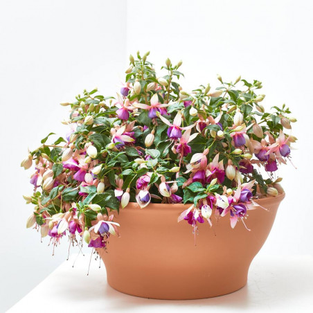 PENDIENTE DE LA REINA TARRINA 25CM