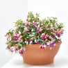 PENDIENTE DE LA REINA TARRINA 25CM