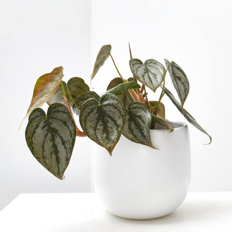 PHILODENDRON BRANDTIANUM M-12