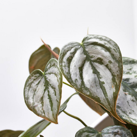 PHILODENDRON BRANDTIANUM M-12