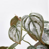 PHILODENDRON BRANDTIANUM M-12