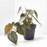 PHILODENDRON BRANDTIANUM M-12
