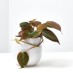 PHILODENDRON SCANDENS 'MICANS' M-12