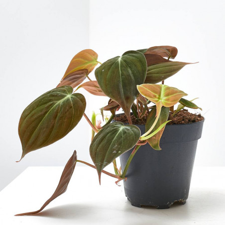 PHILODENDRON SCANDENS 'MICANS' M-12