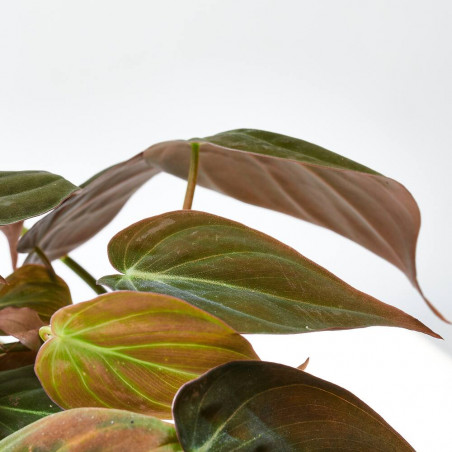 PHILODENDRON SCANDENS 'MICANS' M-12