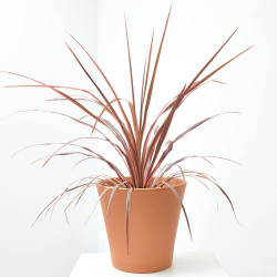 CORDYLINE COLECCIÓN MACETA 4L