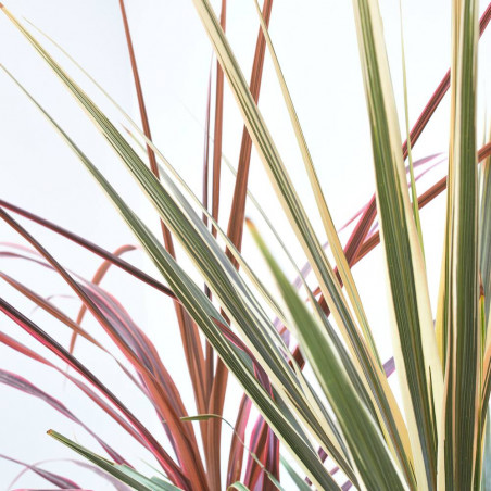 CORDYLINE COLECCIÓN MACETA 4L