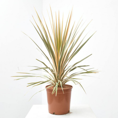 CORDYLINE COLECCIÓN MACETA 4L