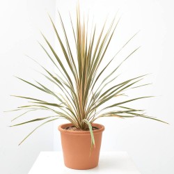 CORDYLINE COLECCIÓN MACETA 3L