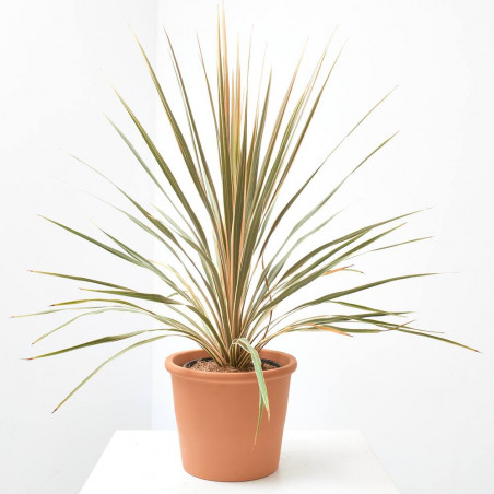 CORDYLINE COLECCIÓN MACETA 3L