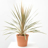 CORDYLINE COLECCIÓN MACETA 3L
