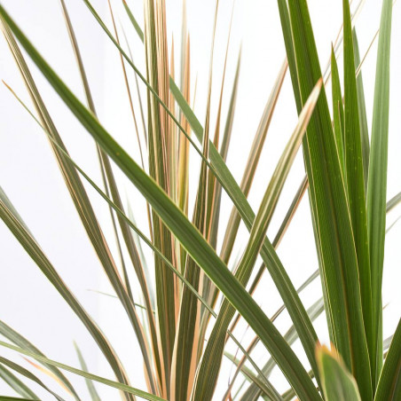 CORDYLINE COLECCIÓN MACETA 3L