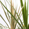CORDYLINE COLECCIÓN MACETA 3L