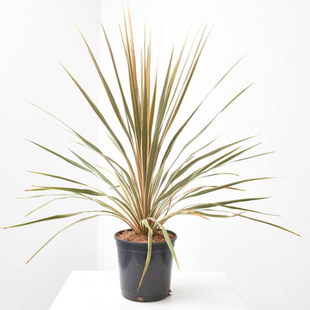 CORDYLINE COLECCIÓN MACETA 3L