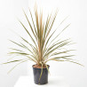 CORDYLINE COLECCIÓN MACETA 3L