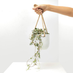 CEROPEGIA LINEARIS MACETA 15CM COLGADOR 
